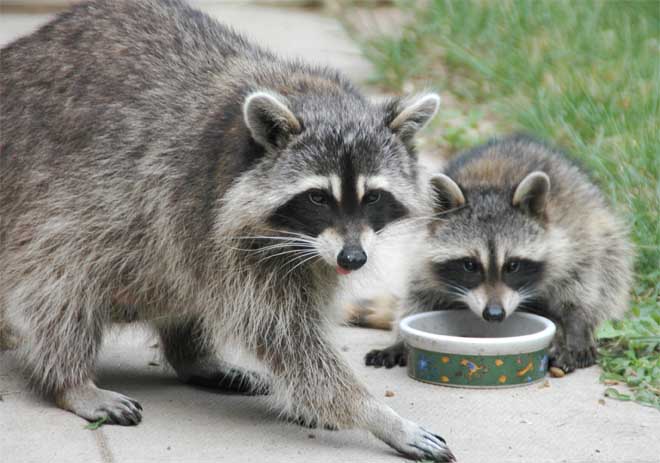 Baby Raccoons Pictures